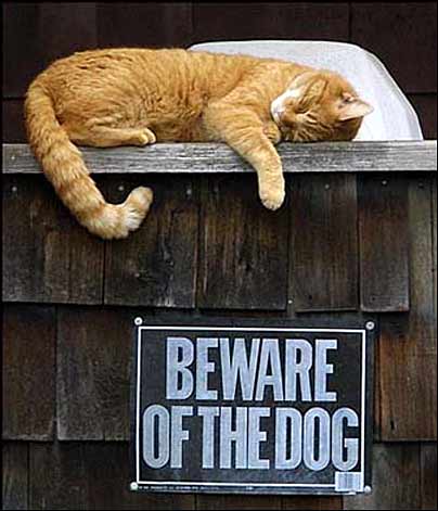 Рыжий кот спит на деревянном ящике с надписью «BEWARE OF THE DOG