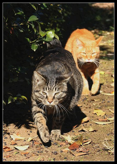 Коты (89.94КиБ)
