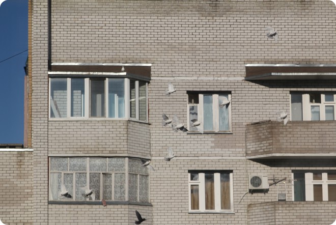 Голуби (85.70КиБ)