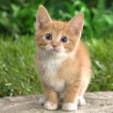Маленький рыжий котёнок с белым грудкой и лапками сидит на камне на фоне зелёной травы, широко раскрыв глаза и внимательно глядя вперёд.