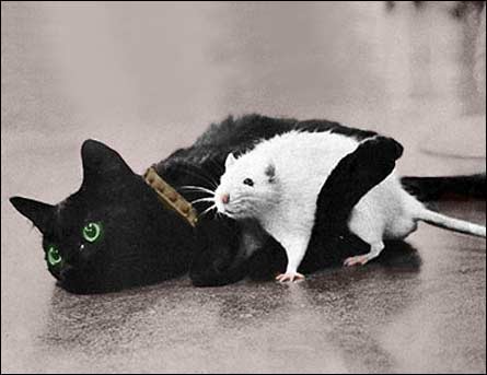 Кошка с мышкой (18Kb)