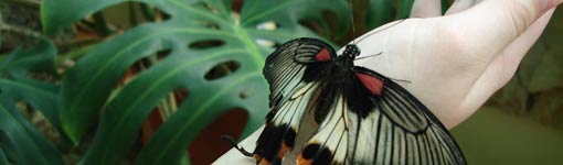 Выставка живых бабочек (12.79КиБ)